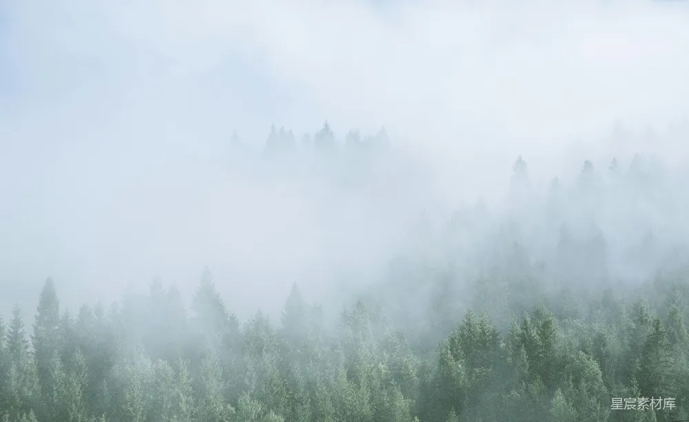 高清摄影 森林 雾气 自然 宁静 风景 雾中的森林