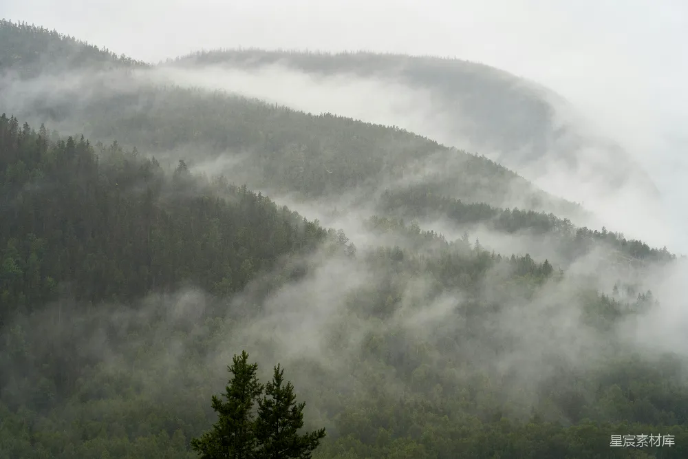 高清摄影 森林 雾 自然 宁静 山地 雾中森林