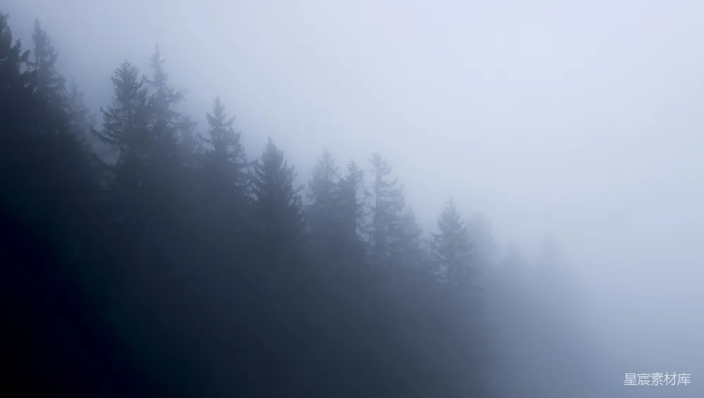 高清摄影 雾 森林 自然 宁静 摄影 雾中的松树林