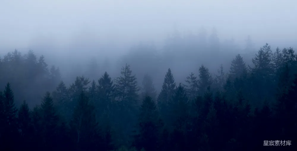 高清摄影 森林 雾气 自然 宁静 风景 雾中的松树林