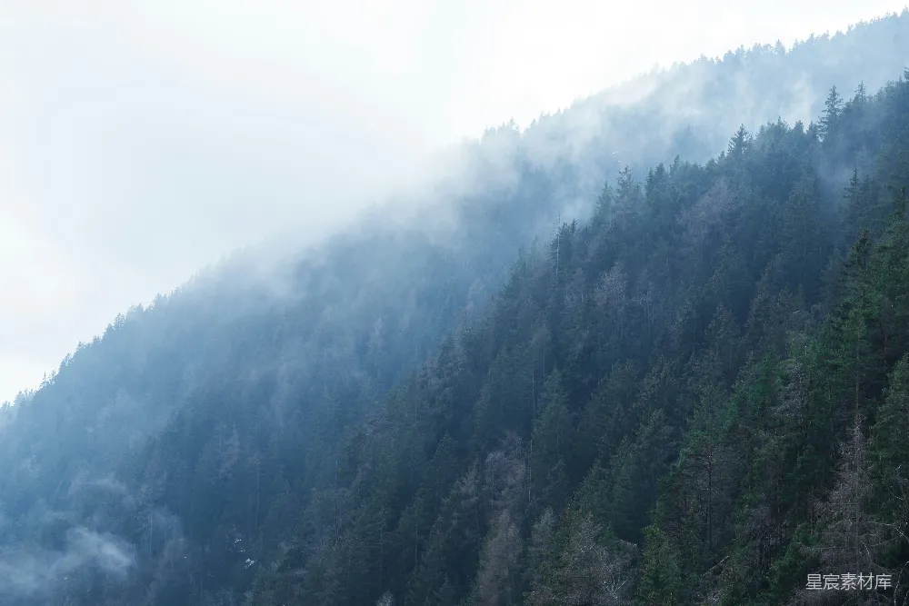 高清摄影 森林 雾气 自然 宁静 风景 雾中森林
