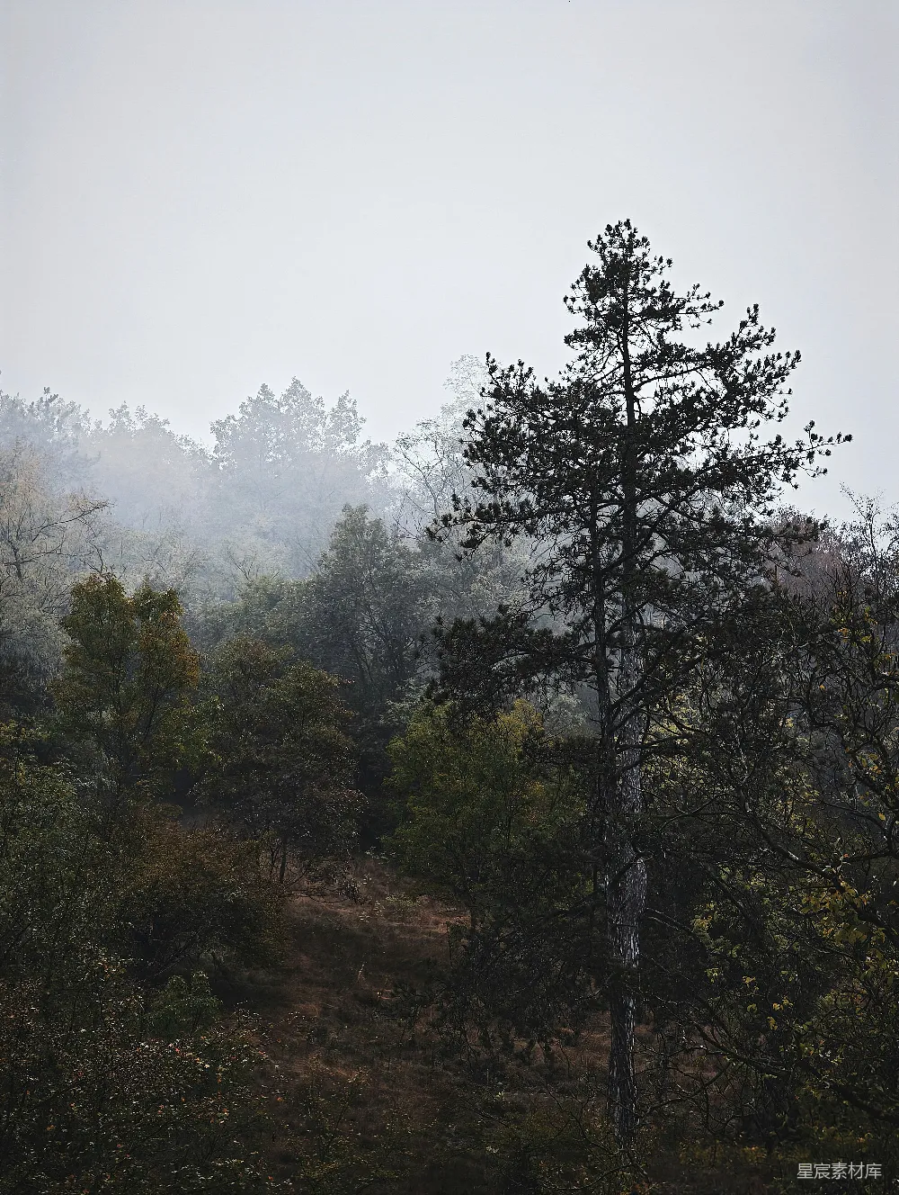 高清摄影 自然 树木 雾气 宁静 风景 雾中的森林
