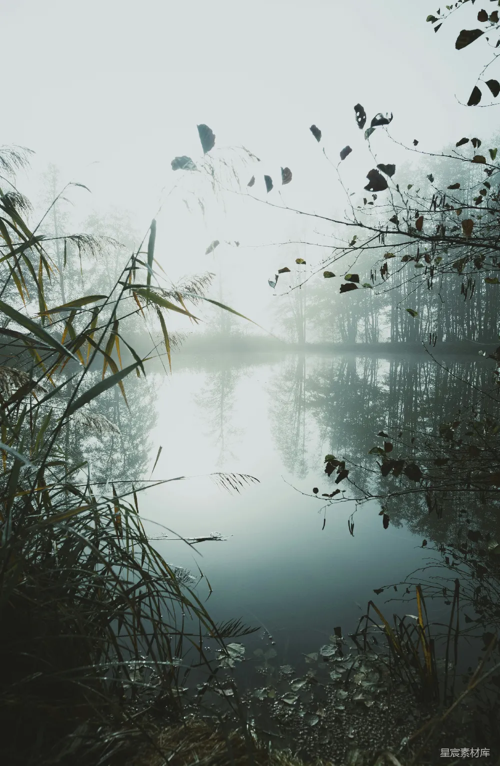 高清摄影 自然 宁静 晨雾 湖景 森林 晨雾中的宁静湖景
