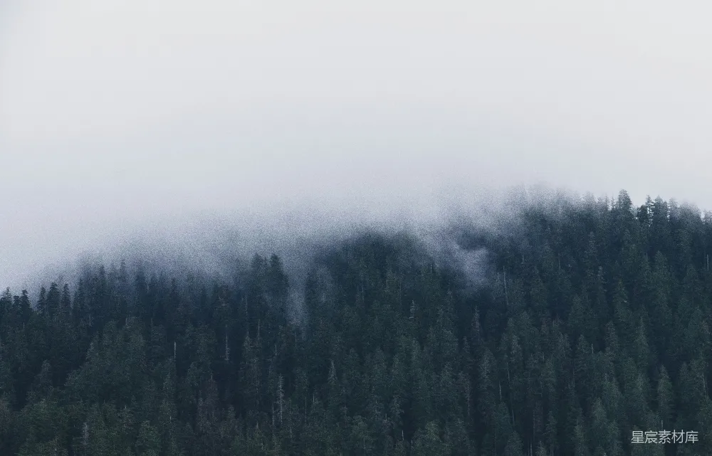 高清摄影 森林 雾 自然 宁静 风景 雾中的森林
