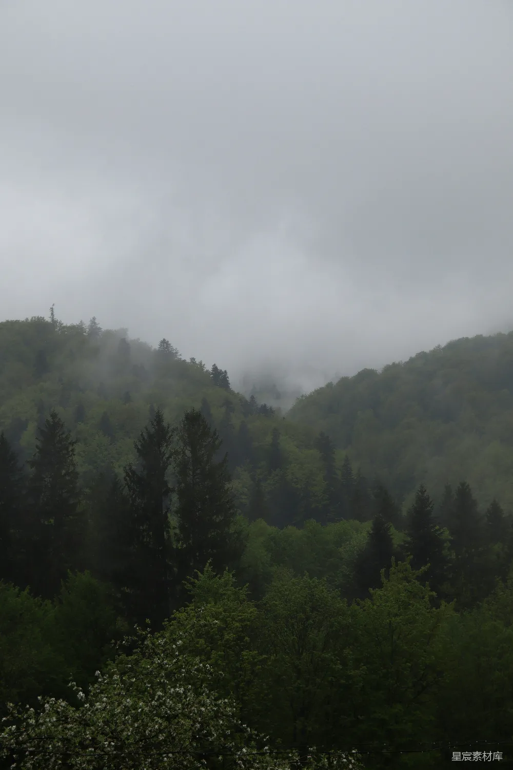 高清摄影 森林 雾 自然 风景 宁静 雾中的森林