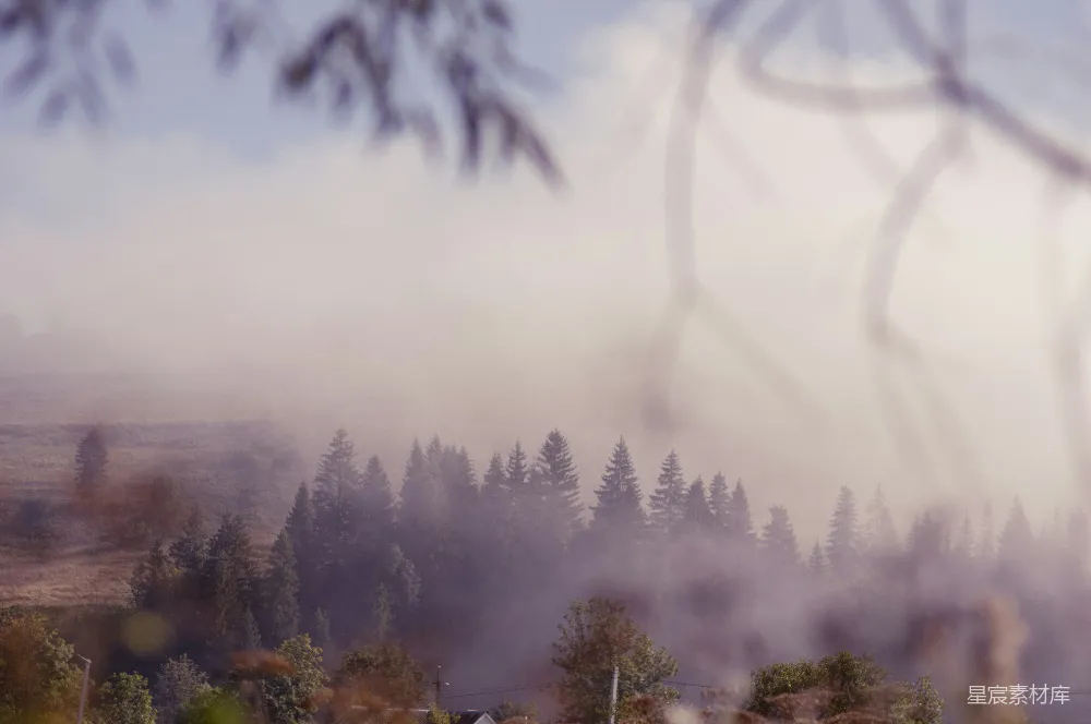 高清摄影 自然 雾气 树木 宁静 风景 雾中松林