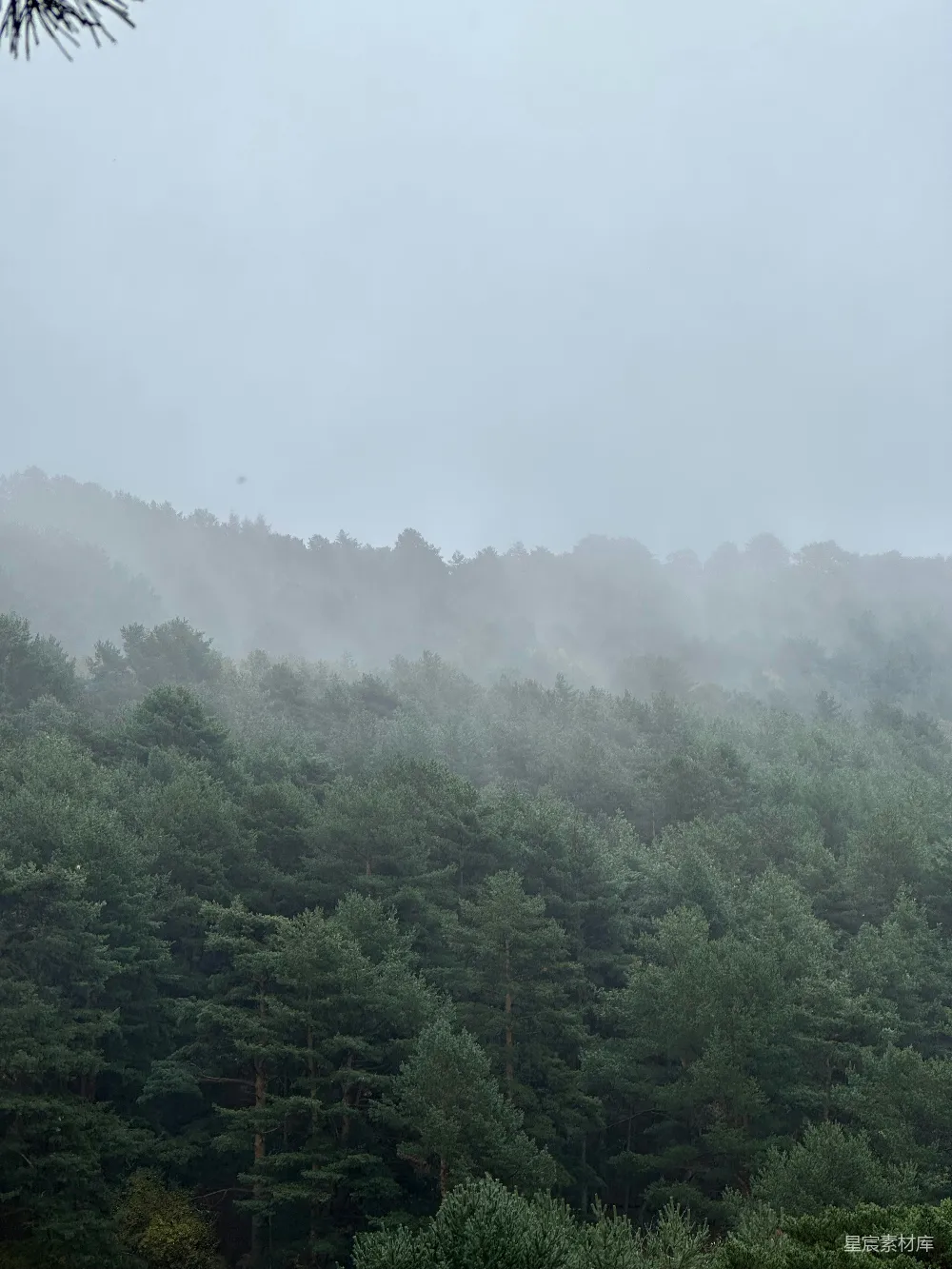 高清摄影 自然 森林 雾气 宁静 风景 雾中松林