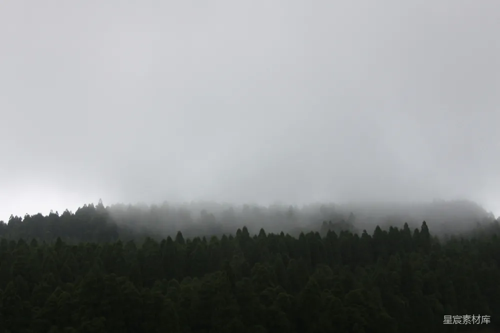 高清摄影 森林 雾气 自然 宁静 风景 雾中的森林