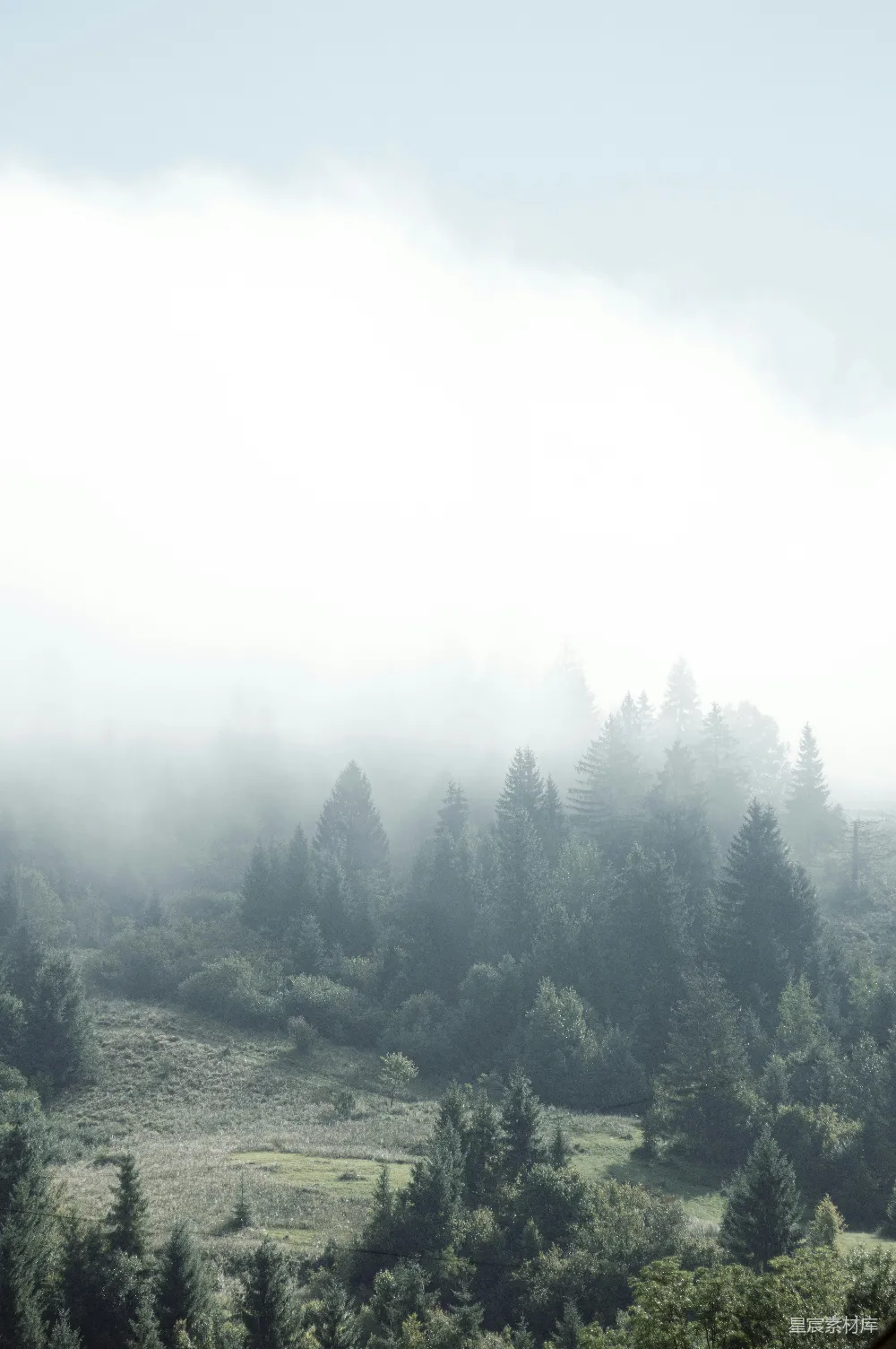 高清摄影 森林 雾气 自然 宁静 风景 雾中的森林