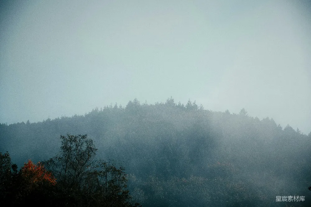 高清摄影 森林 雾 自然 宁静 风景 雾中的森林