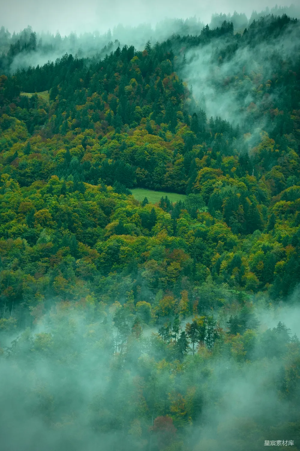 高清摄影 森林 雾 自然 宁静 山景 雾中森林