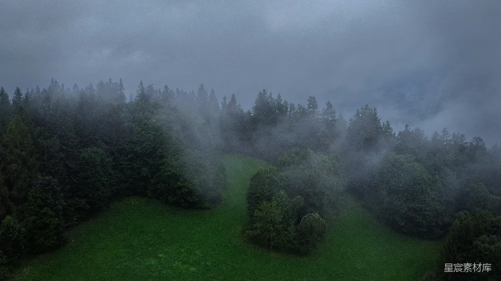 高清摄影 森林 雾 自然 宁静 风景 雾中森林