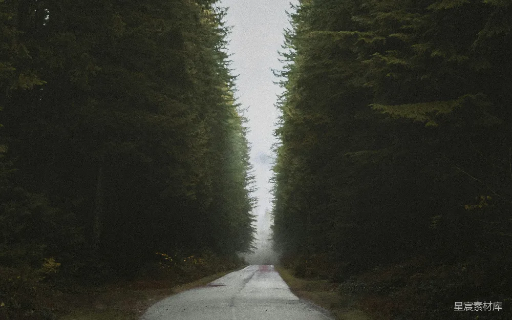 高清摄影 森林 道路 自然 宁静 风景 森林中的道路