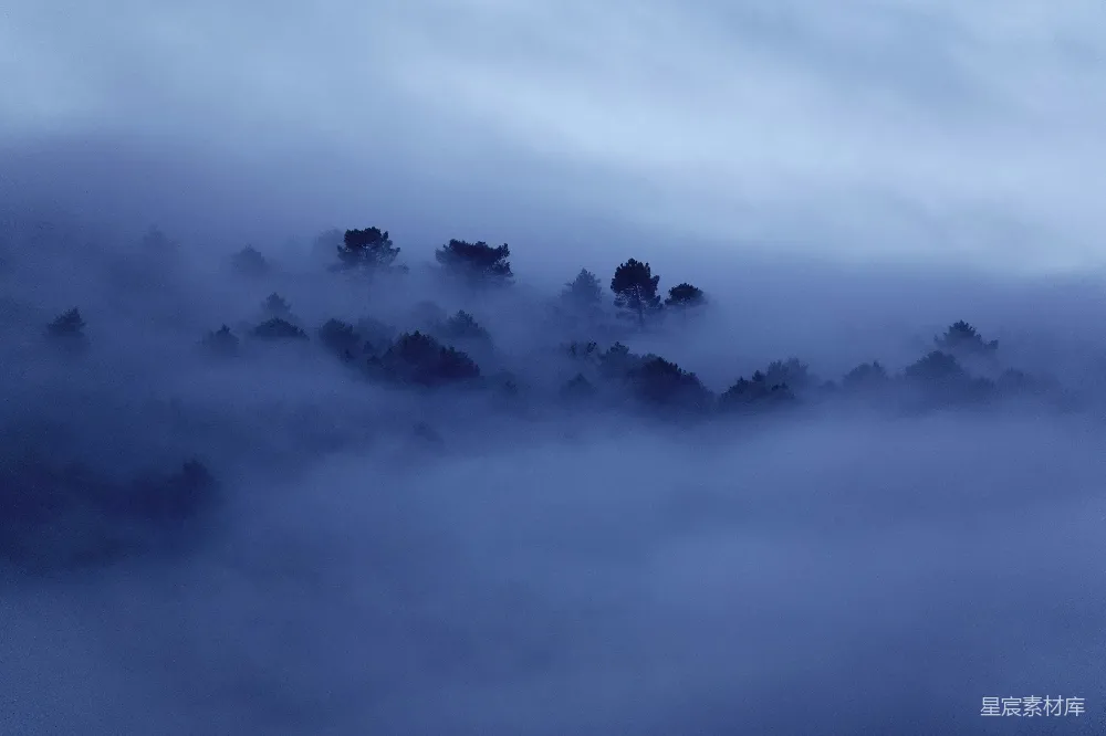 高清摄影 雾景 自然 森林 宁静 清晨 雾中森林