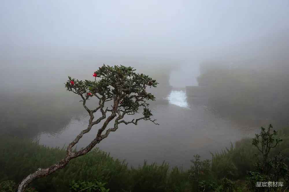 高清摄影 自然风光 雾景 河流 红花 宁静 雾中静谧的河流与红花树