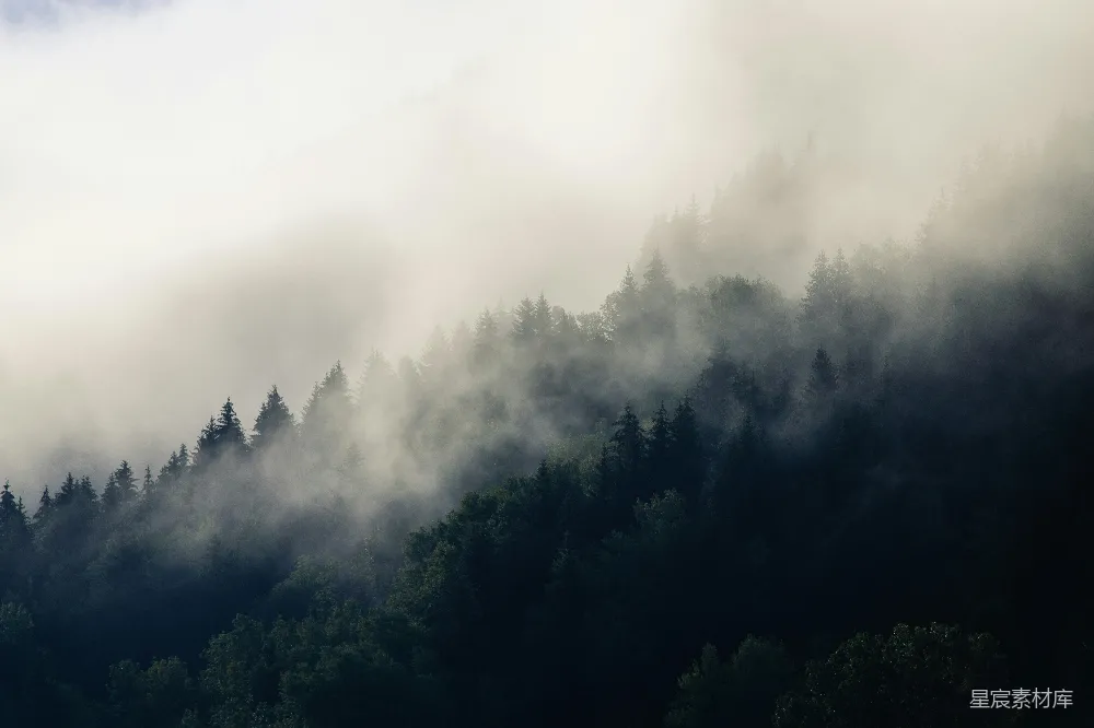 高清摄影 森林 雾 自然 风景 宁静 雾中森林
