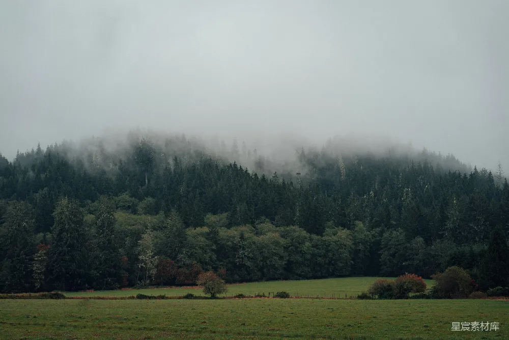 高清摄影 森林 雾气 自然 宁静 风景 雾中的森林