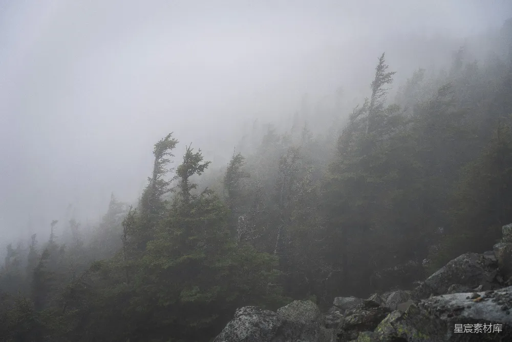 高清摄影 自然风光 森林 雾景 山林 宁静 雾中的森林
