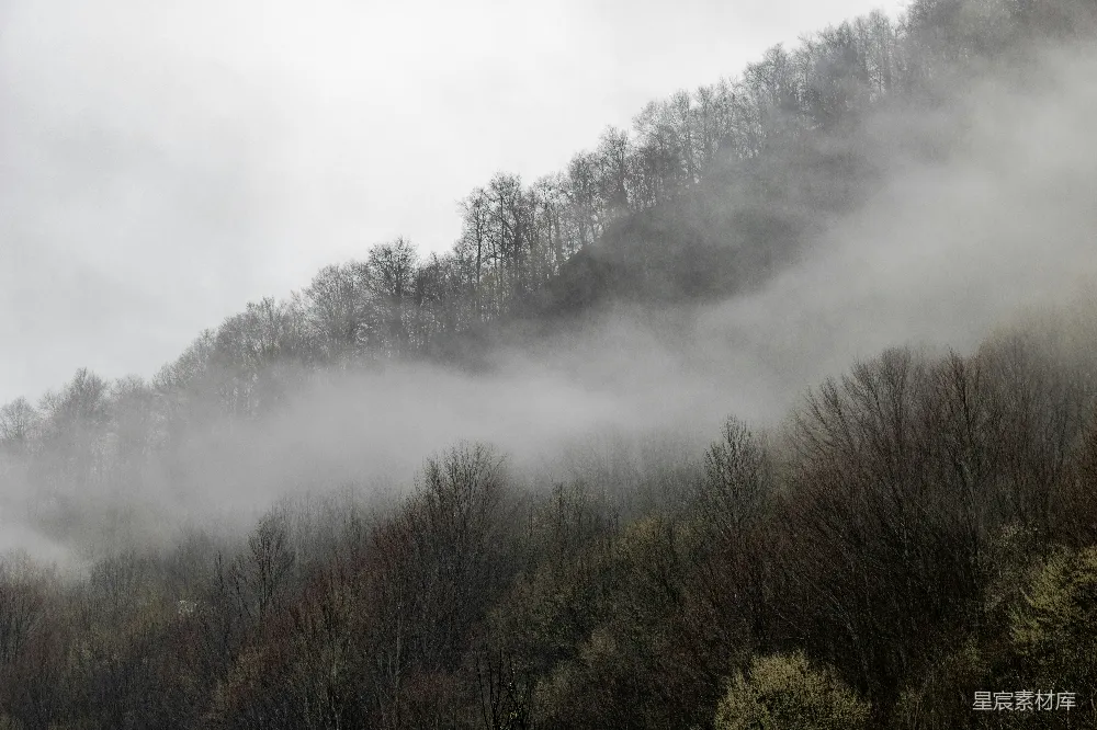 高清摄影 自然 风景 森林 雾 宁静 雾中的森林