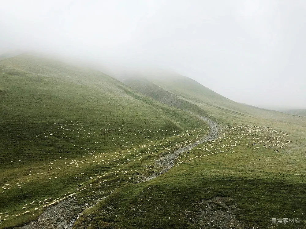 高清摄影 山地 雾气 羊群 自然风光 宁静 雾中的山间羊群
