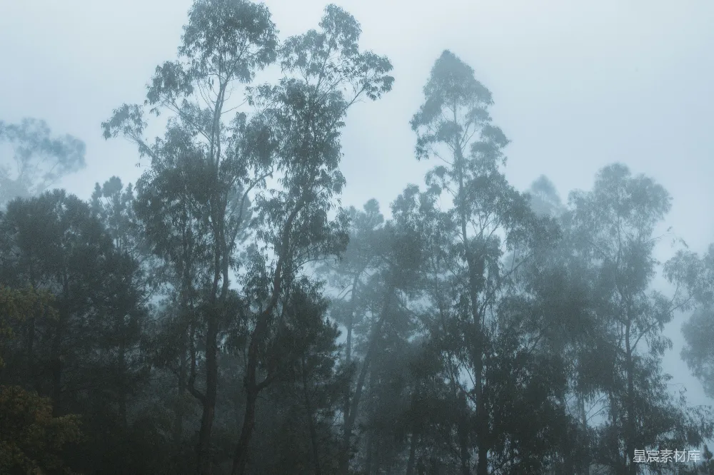 高清摄影 森林 雾气 自然 宁静 风景 雾中森林
