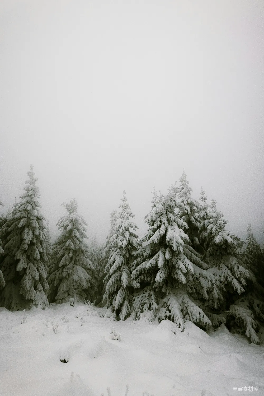 高清摄影 雪景 自然 冬季 宁静 森林 雪中的松林
