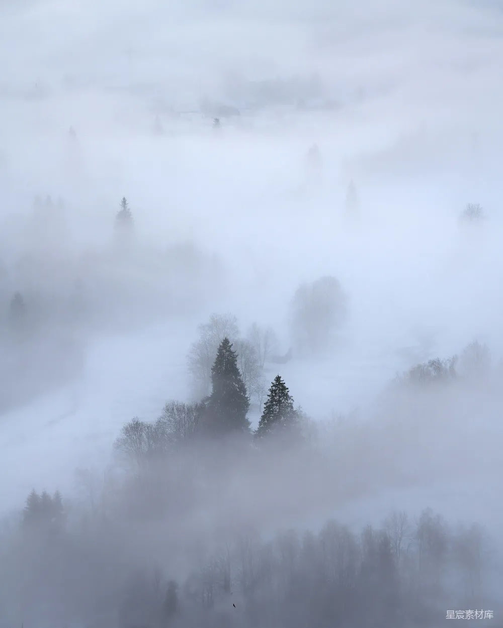 高清摄影 自然景观 雾气 森林 宁静 风景 雾中森林