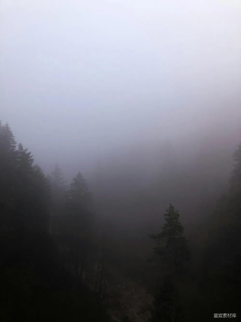 高清摄影 雾 森林 宁静 自然 清晨 雾中森林