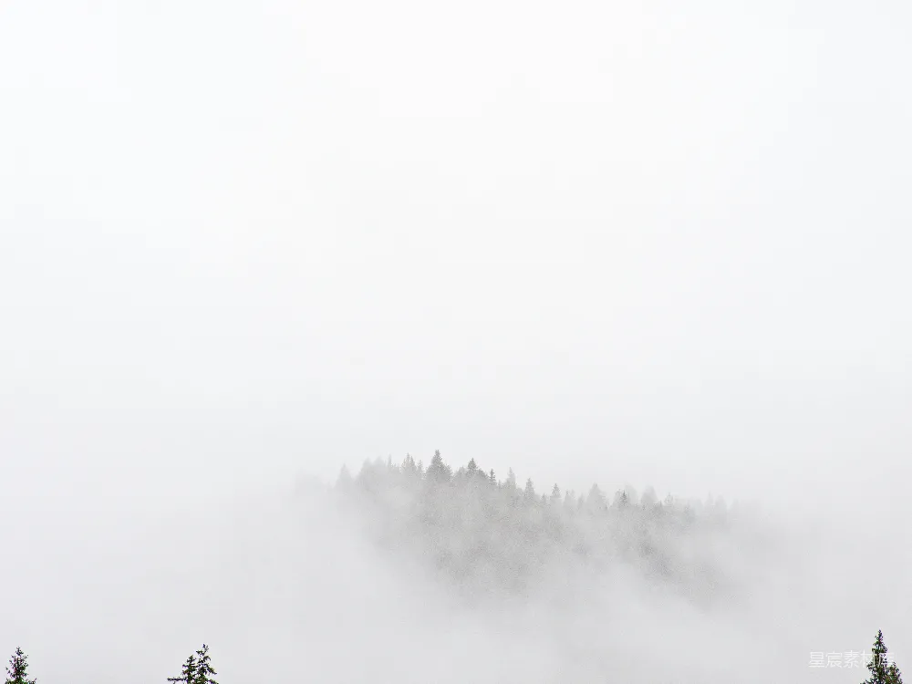 高清摄影 自然 宁静 雾景 森林 雾中的森林