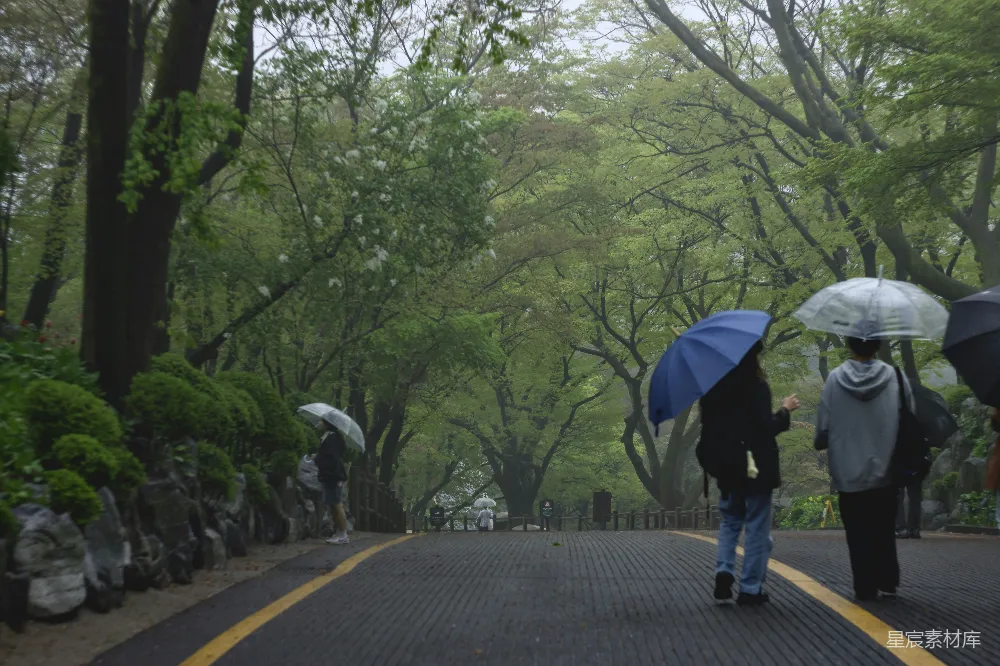 高清摄影 雨天 自然 散步 绿树成荫 户外 雨中漫步的绿意盎然