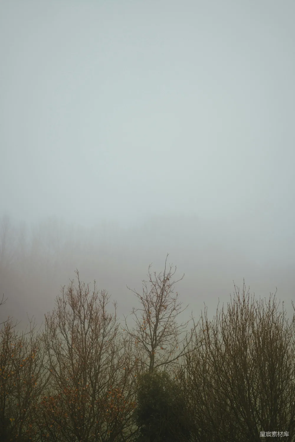高清摄影 雾 树木 自然 秋景 宁静 雾中的树木
