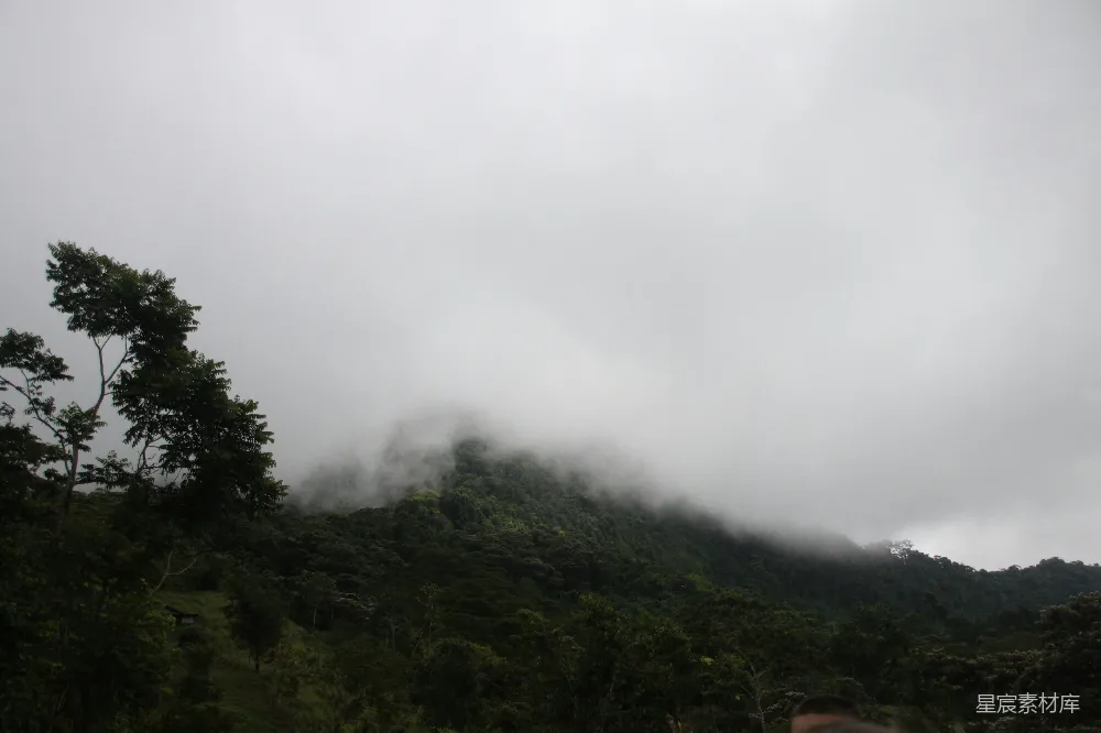 高清摄影 自然 风景 雾气 森林 宁静 雾中的丛林