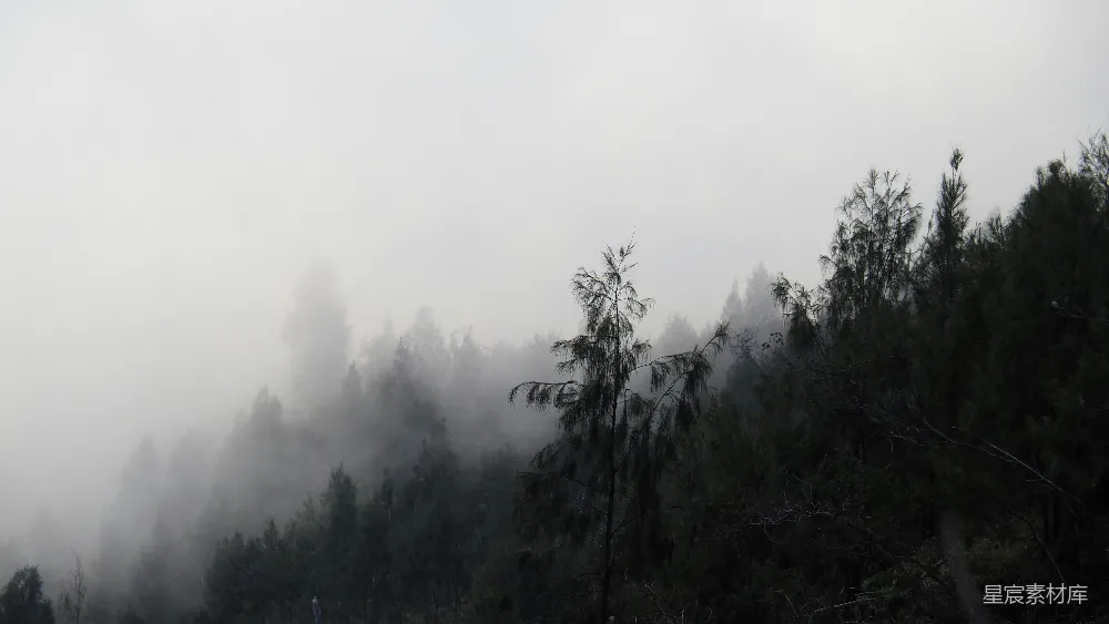 高清摄影 自然 宁静 森林 雾气 风景 雾中的树林