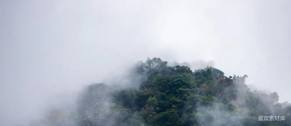 高清摄影 森林 雾气 自然 宁静 风景 雾中森林
