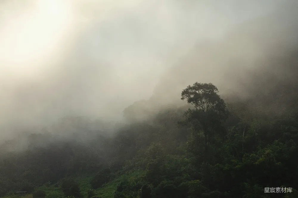 高清摄影 自然 雾 森林 宁静 风景 雾中的森林