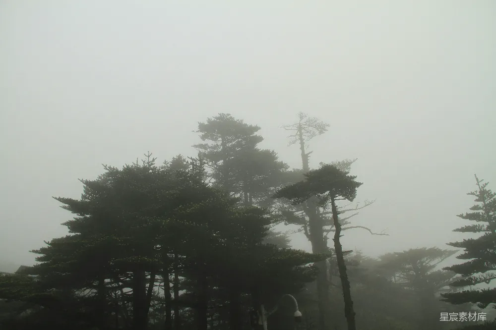 高清摄影 自然风光 雾景 森林 宁静 户外 雾中松树
