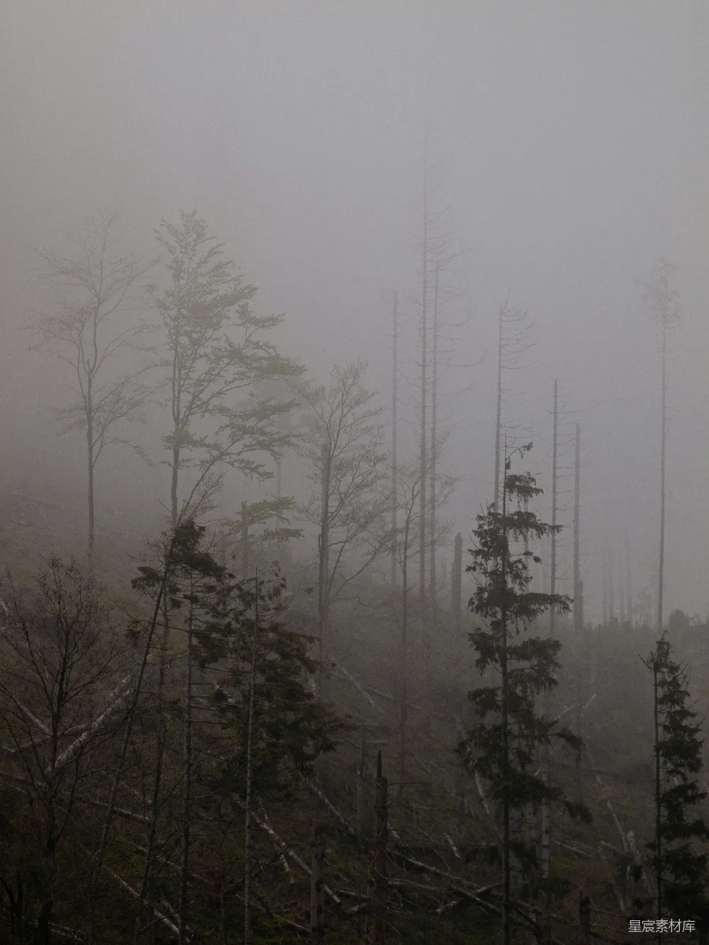 高清摄影 森林 雾 自然 宁静 景观 雾中森林