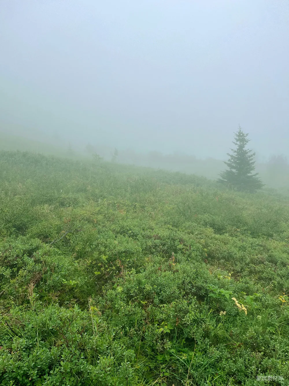 高清摄影 自然风景 雾气 草地 宁静 户外 雾中绿野