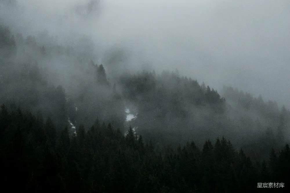 高清摄影 自然 森林 雾气 宁静 风景 雾中的森林