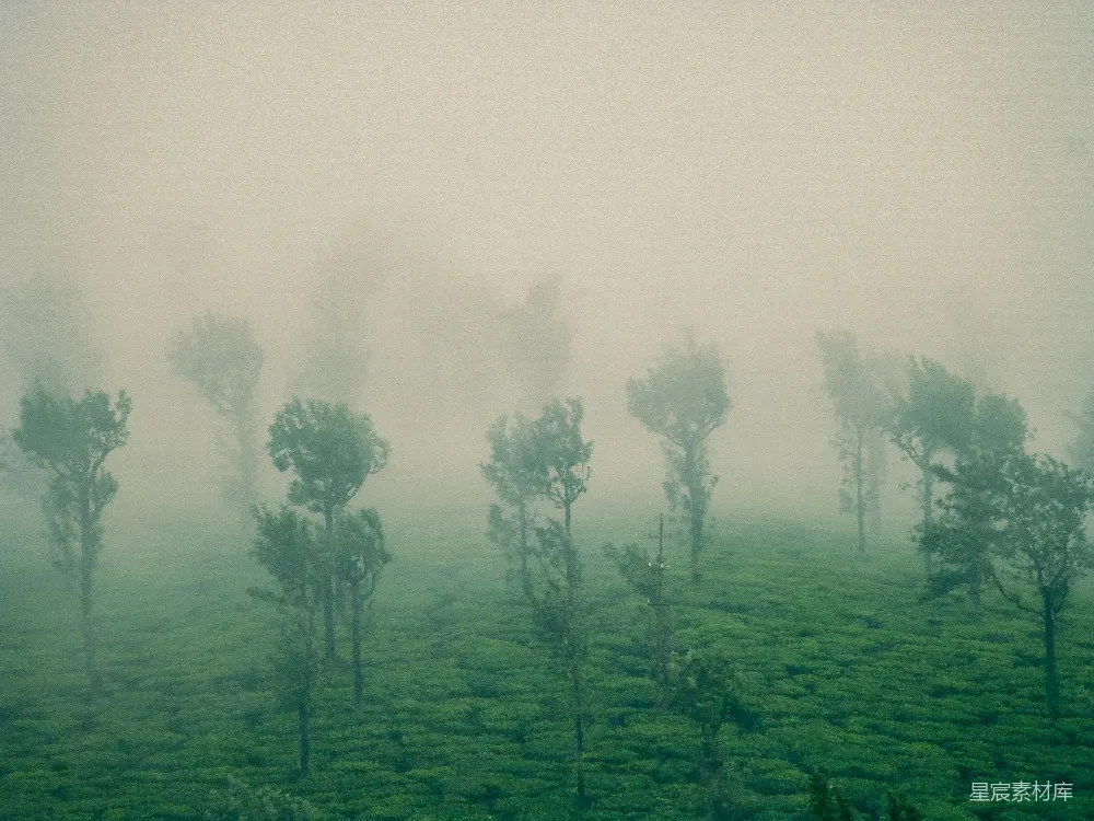 高清摄影 茶园 雾景 宁静 自然 乡村 雾中茶园