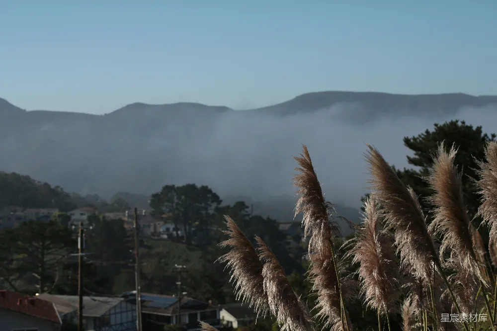 高清摄影 晨雾 山丘 芦苇 自然风光 宁静 晨雾中的山丘与芦苇