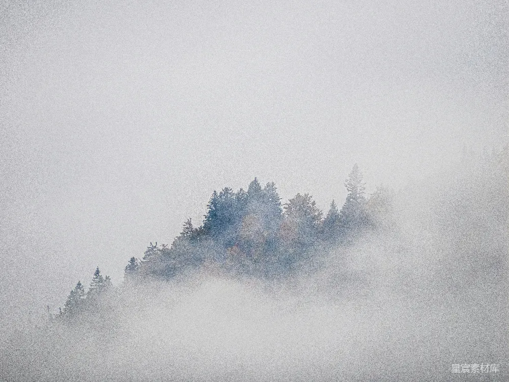 高清摄影 自然 雾气 森林 宁静 风景 雾中森林