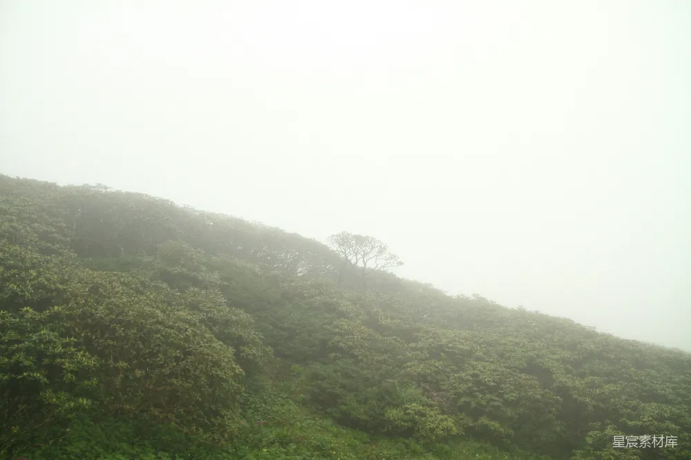 高清摄影 自然景观 山林 雾气 宁静 户外 雾中独树