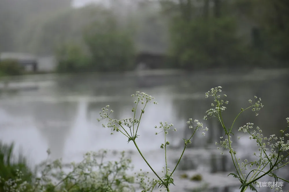 高清摄影 自然 雨后 湖畔 植物 宁静 雨后静谧的湖畔植物