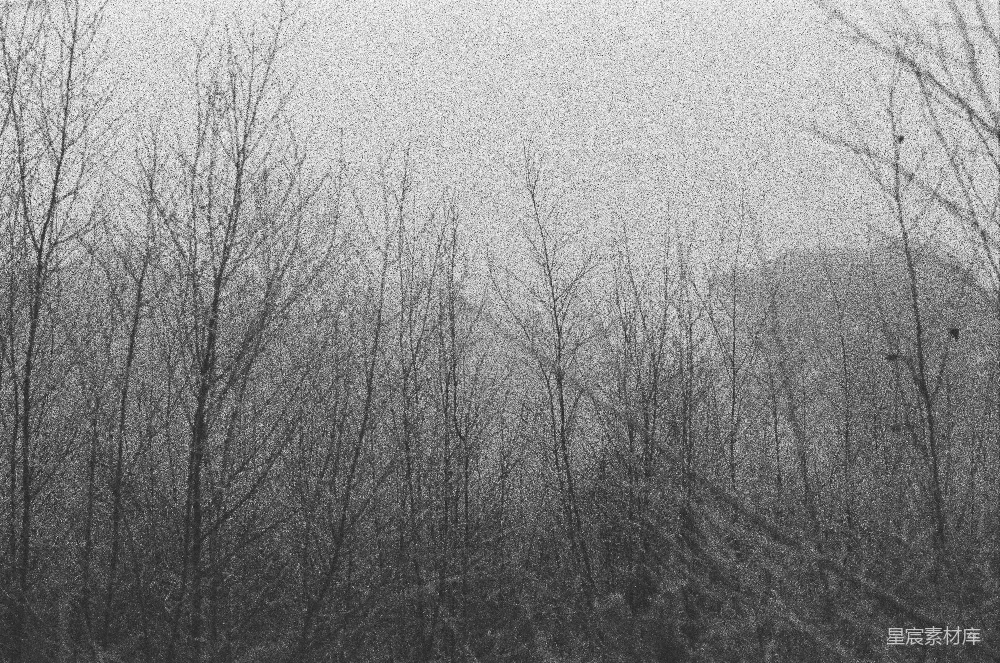 高清摄影 黑白摄影 自然风光 冬日氛围 森林树影 冬日林影