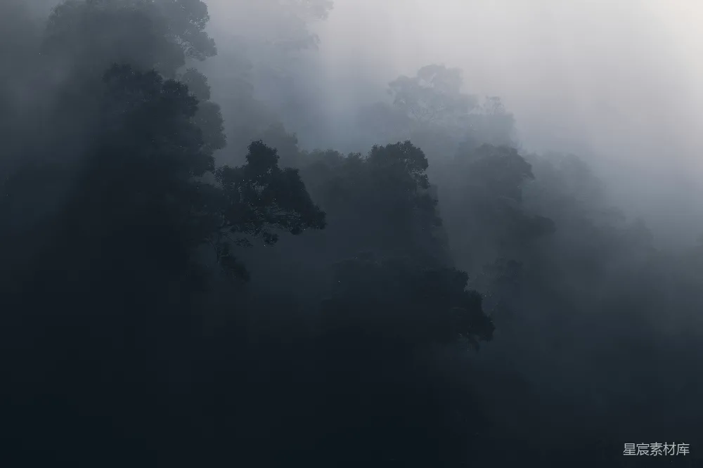 高清摄影 自然 森林 雾气 宁静 风景 雾中森林