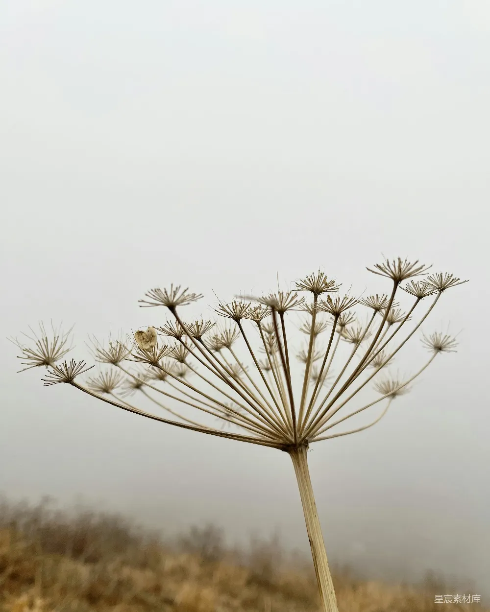 高清摄影 自然 秋天 干花 雾 宁静 秋日雾中的干花