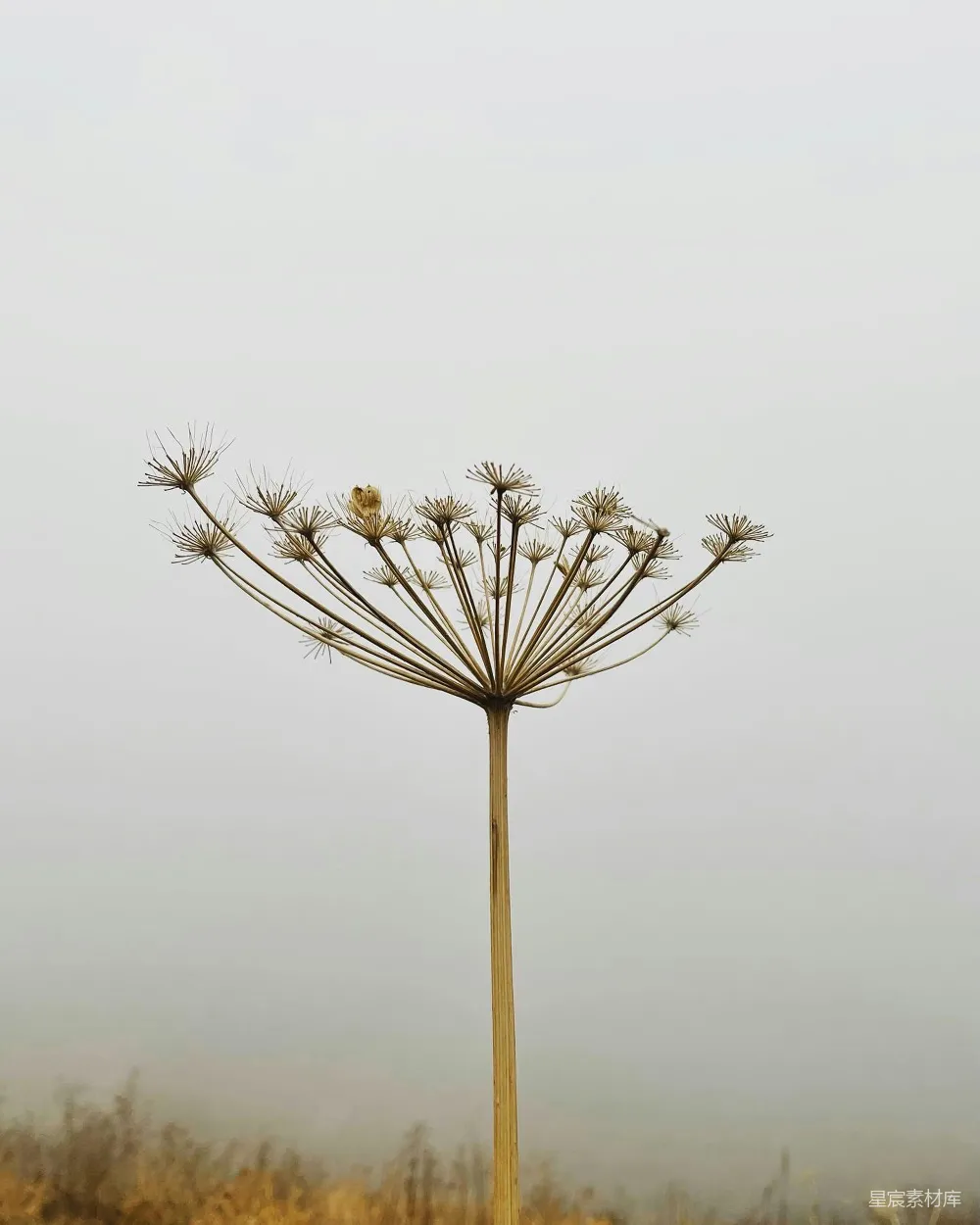 高清摄影 自然 枯萎 清晨 风景 宁静 晨雾中的孤独花序