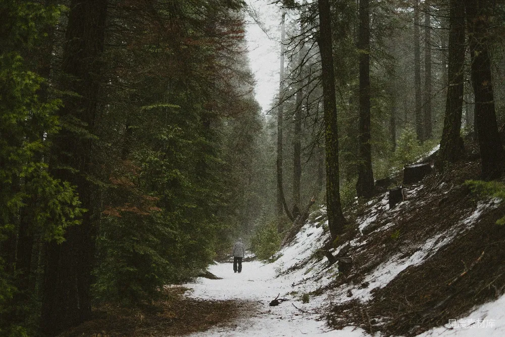 高清摄影 森林 雪景 孤独 自然 旅行 冬日森林中的独行者