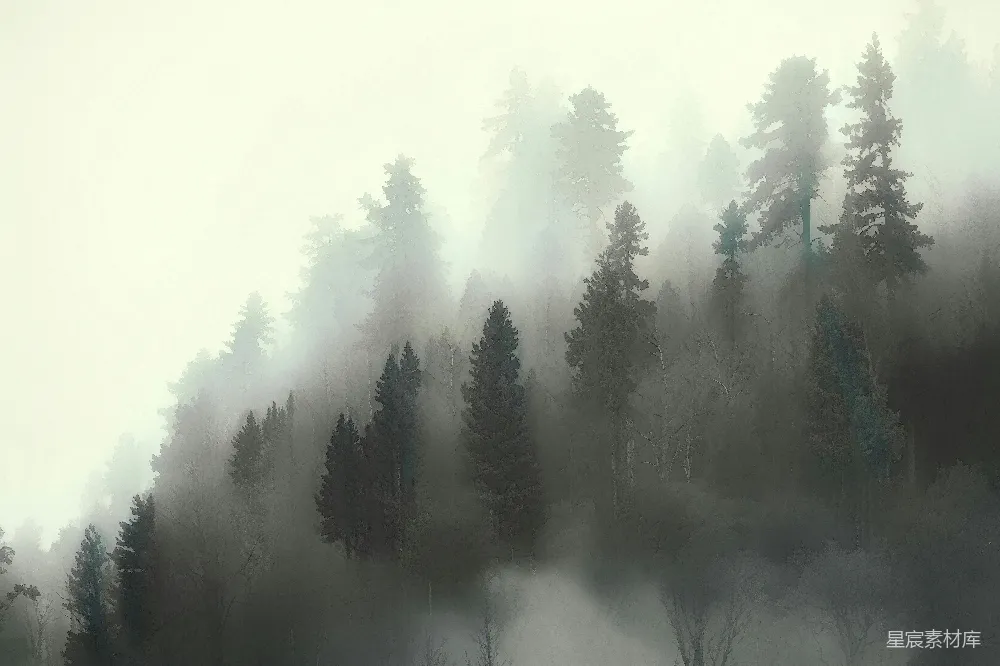 高清摄影 自然 雾气 树木 宁静 风景 雾中森林